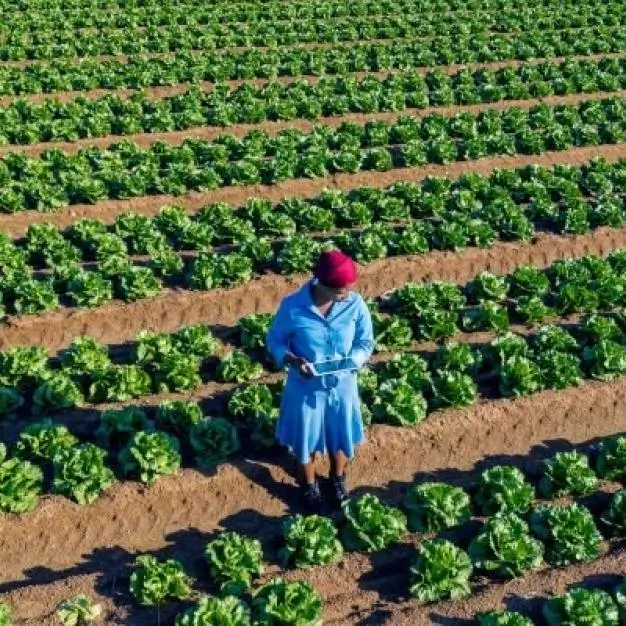 Farmer in a large greenhouse